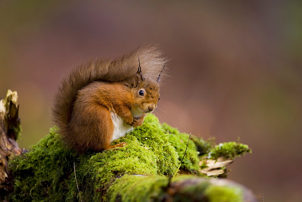 Red Squirrel (Sciurus vulgaris) sitting on mossy branch. Loch Awe, nr Oban, Scotland, UK