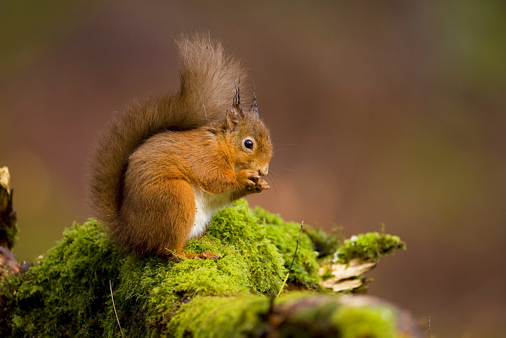 Red Squirrel (Sciurus vulgaris) sitting on mossy branch eating nut. Loch Awe, nr Oban, Scotland, UK