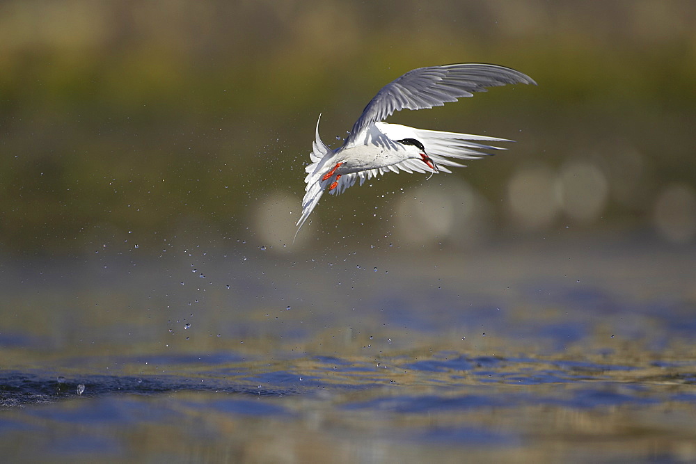 Common Tern (Sterna hirundo) flying in Oban town centre while fishing with fish in mouth. Oban, Argyll, Scotland, UK