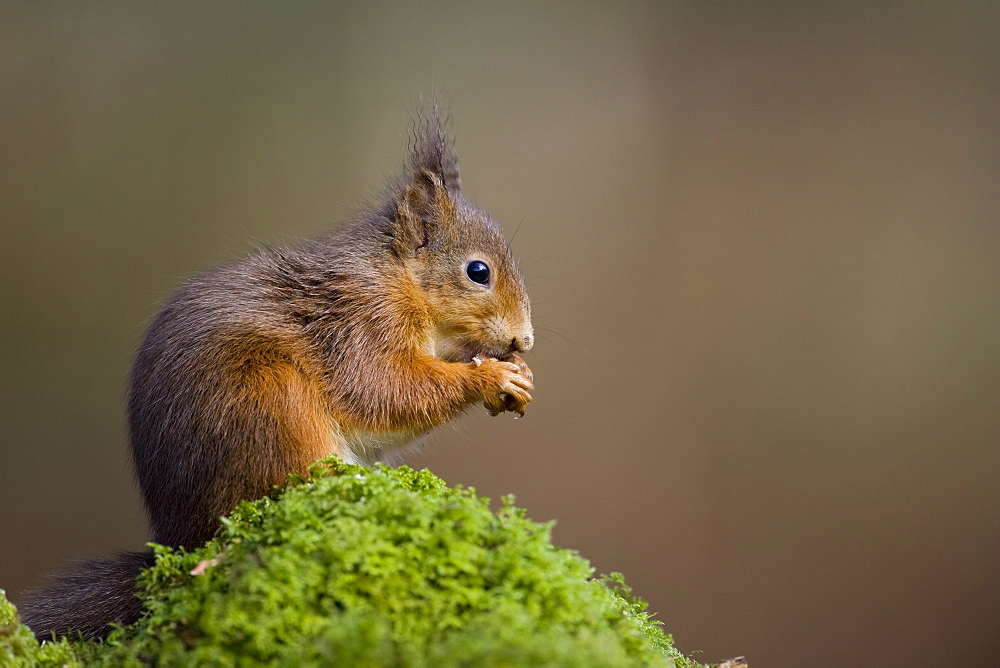 Red Squirrel (Sciurus vulgaris) sitting on mossy branch eating nut. Loch Awe, nr Oban, Scotland, UK