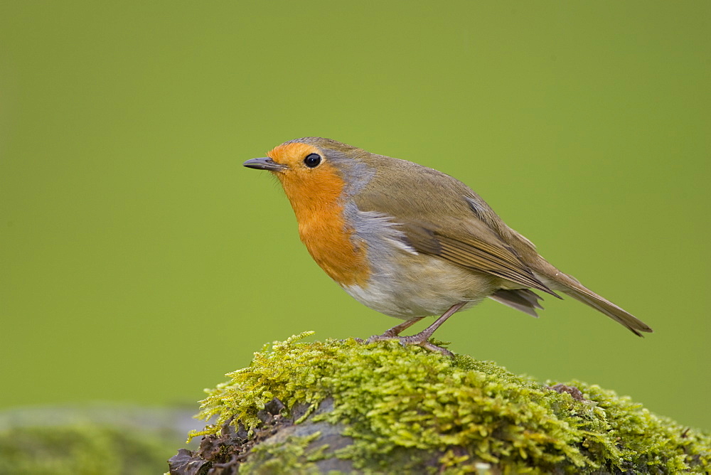 Robin (Erithacus rubecula) standing on a mossy wall. Loch Awe, nr Oban, Scotland, UK