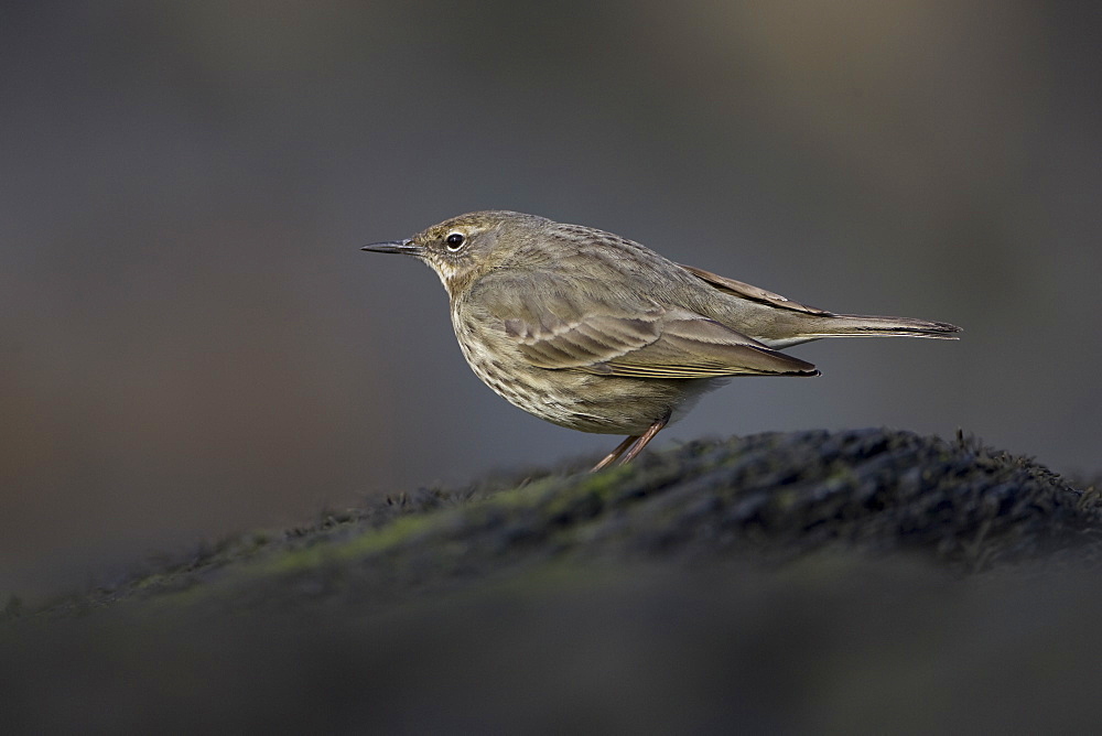 Rock Pipit (Anthus petrosus) looking for grubs in rocks. Argyll and the Islands, Scotland, UK