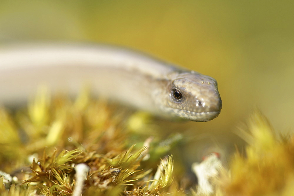 Slow Worm (Anguis fragilis) amongst moss on a rock. Argyll, Scotland, UK