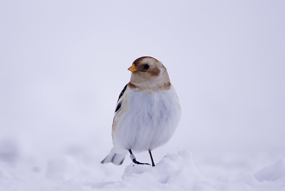 Snow Bunting (Plectrophenax nivalis) perched on snow. highlands, Scotland, UK