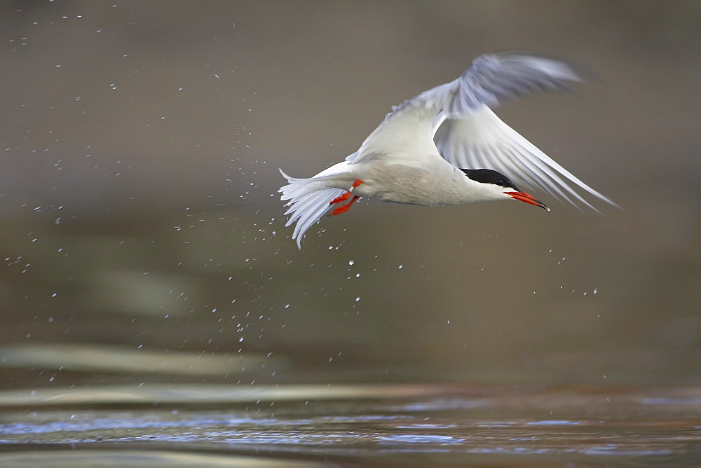 Common Tern (Sterna hirundo) flying in Oban town centre while fishing, just after emerging from water after a fishing dive. Oban, Argyll, Scotland, UK