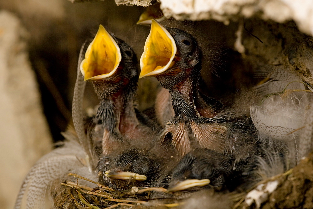 Swallow (Hirundo rustica) chicks in nest, begging for food. Loch Awe, nr Oban, Scotland, UK