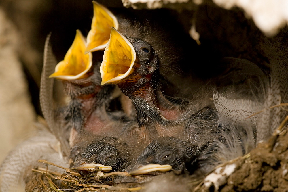 Swallow (Hirundo rustica) chicks in nest, begging for food. Loch Awe, nr Oban, Scotland, UK