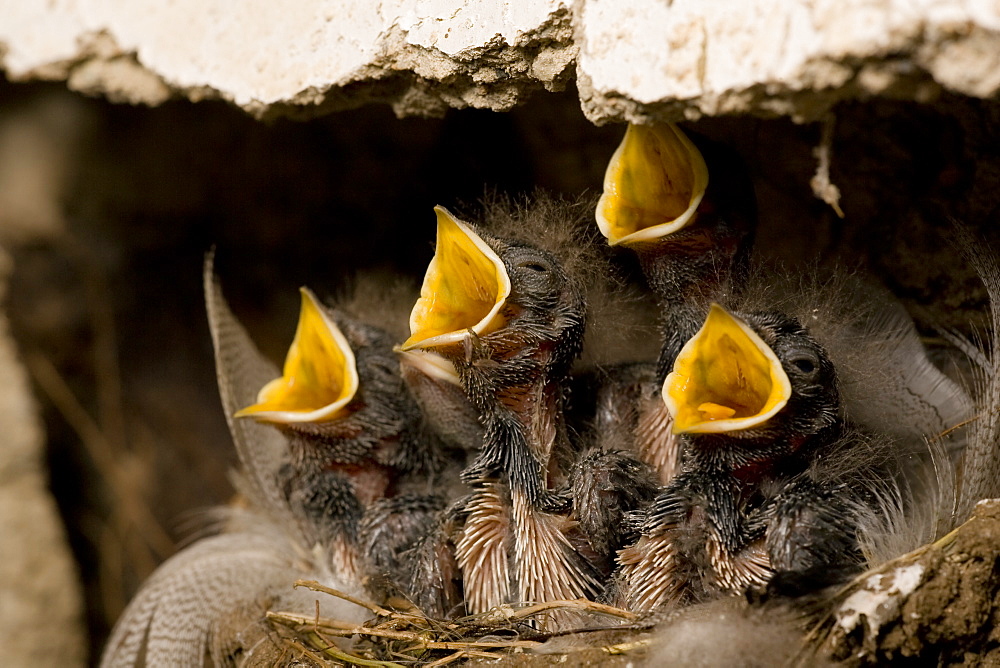 Swallow (Hirundo rustica) chicks in nest, begging for food. Loch Awe, nr Oban, Scotland, UK