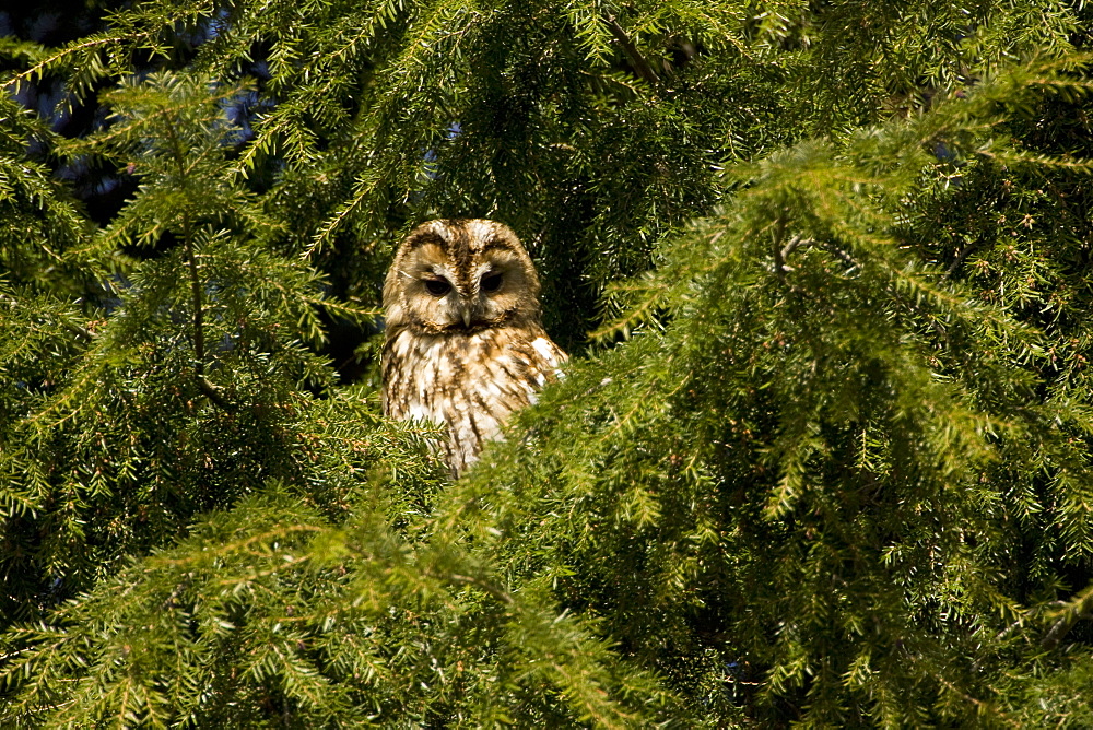 Tawny Owl (Strix aluco) perched in a pine tree. Loch Awe, nr Oban, Scotland, UK