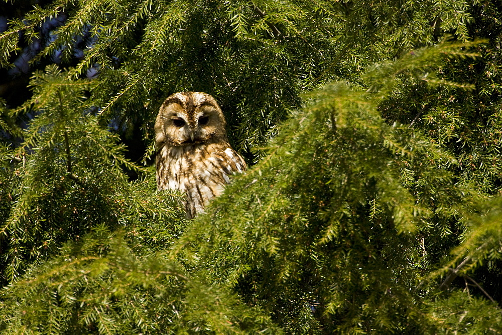 Tawny Owl (Strix aluco) perched in a pine tree. Loch Awe, nr Oban, Scotland, UK