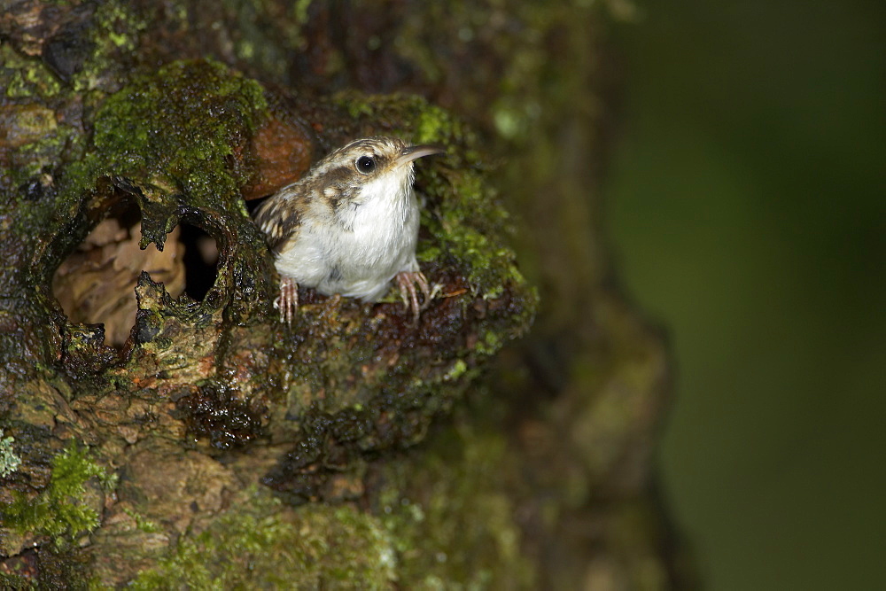 Treecreeper (Certhia familiaris) leaving nest in bark after feeding young. Argyll, Scotland, UK