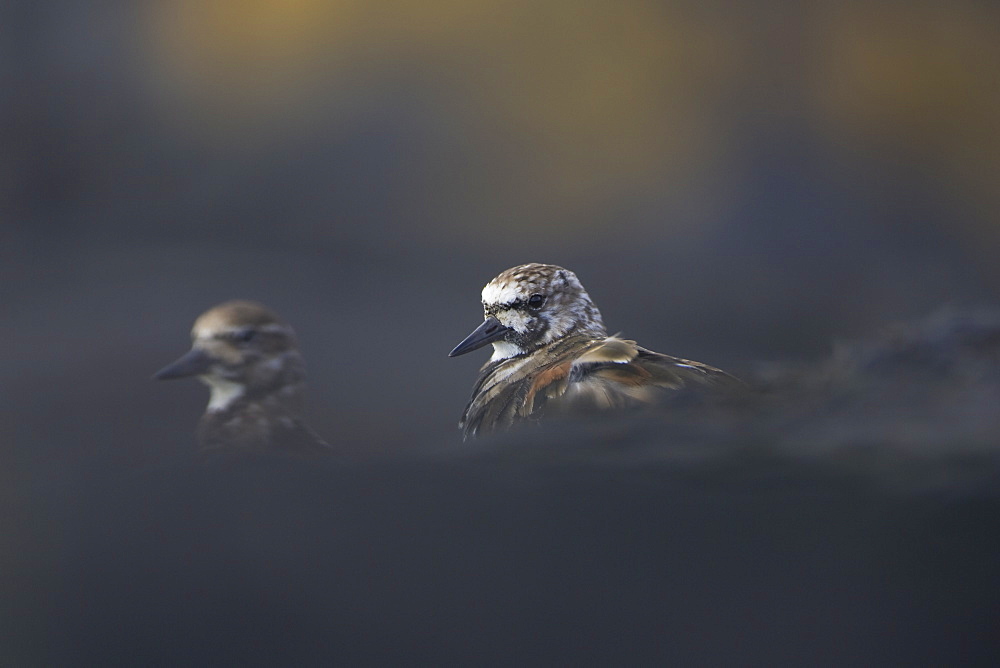 Turnstone (Arenaria interpres) pair headshot body hidden by out of focus rocks. Argyll , Scotland, UK