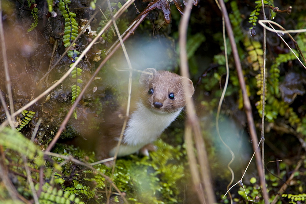 Weasel (Mustela nivalis) looking out a hole in an old wall. Loch Awe, nr Oban, Scotland, UK