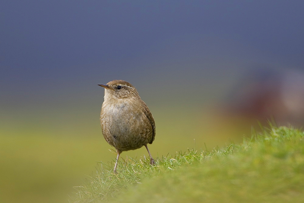 Wren (Troglodytes troglodytes) standing on a coastal grassy knoll. Argyll and the Islands, Scotland, UK