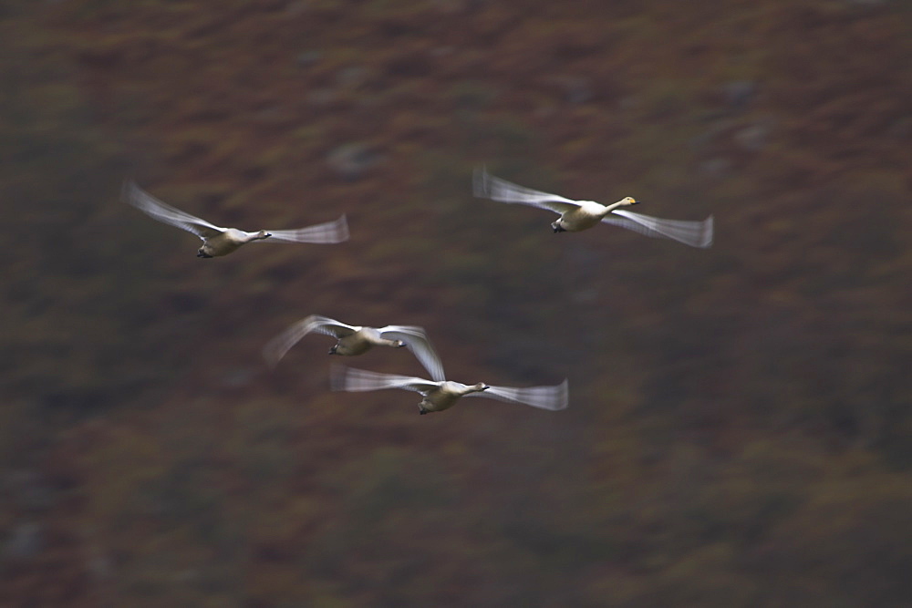 Whooper Swan (Cygnus cygnus) on an early morning flight, slow shutter speed capturing a circular flight around the valley floor. Shot shows valley walls in the background , Scotland