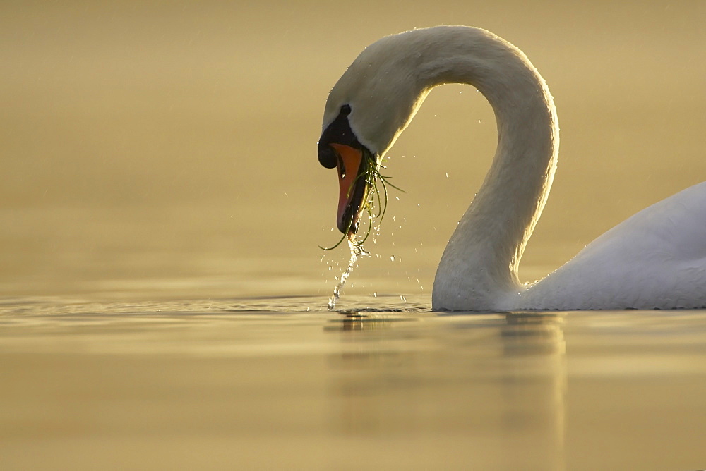 Mute Swan (Cygnus olor) portrait while swimming in fresh water, feeding with grass and water in mouth Argyll Scotland, UK