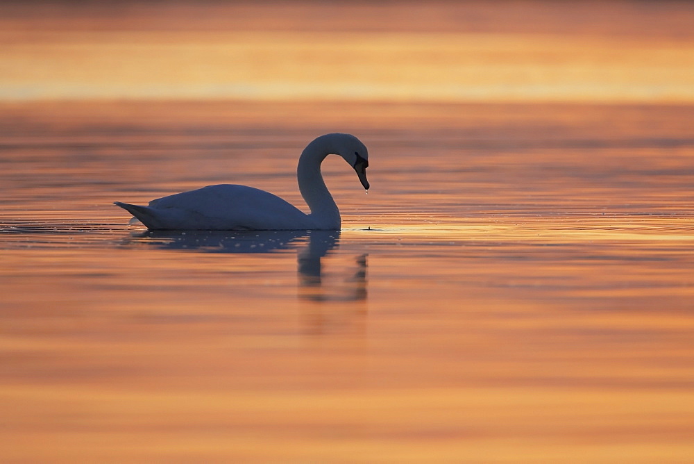 Mute Swan (Cygnus olor) silhouetted against rising suns reflection in water Angus Scotland, UK