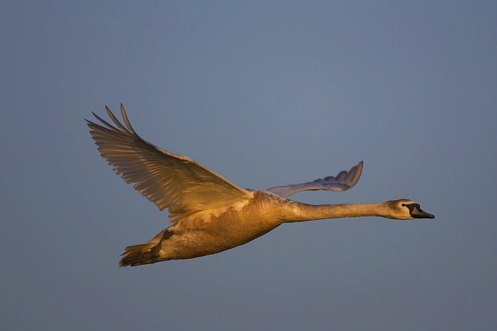 Mute Swan (Cygnus olor), juvenile flying, illuminated by early morning sun Angus Scotland, UK