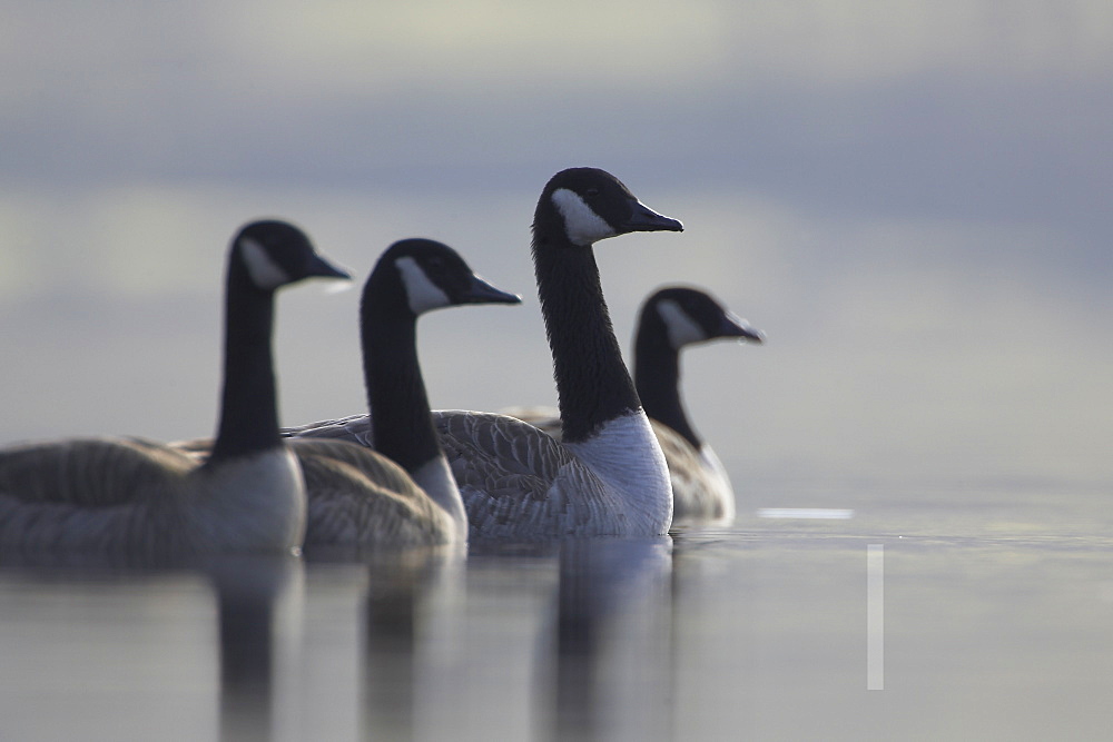 Canadian Goose (Branta canadensis), lined up together with one bird in focus. These Geese were swimming on Loch Awe on a still and frosty morning, when they came to a halt in a line looking very proud..  Argyll, Scotland