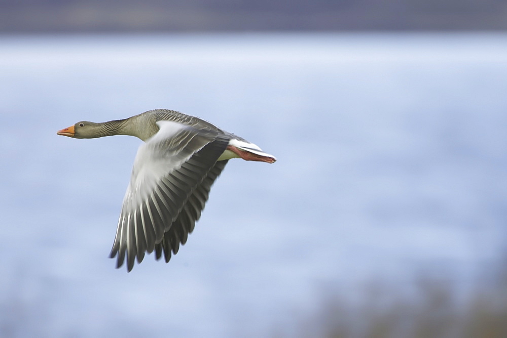 Greylag Goose (Anser anser) flying over field just after taking of. Flying with water is background. Argyll, Scotland, UK