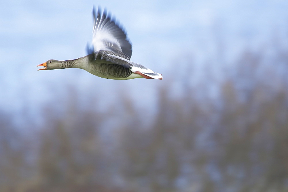 Greylag Goose (Anser anser) flying over field just after taking of. Calling. Slow shutter speed. Argyll, Scotland, UK