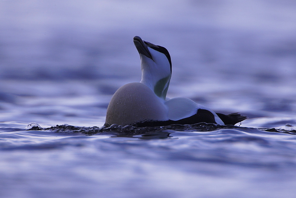 Eider duck (Somateria mollissima), male. Calling while seperated from a winter raft.