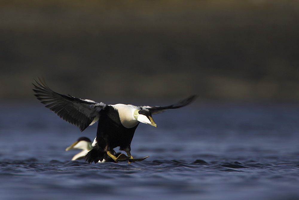 Eider duck (Somateria mollissima), male in flight. The first few males arriving to a location which in minutes will become an Eider winter raft.