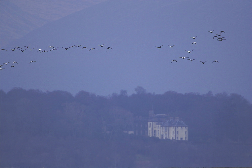 Eider duck (Somateria mollissima), male and female.Taking off from a winter raft and flying over hills and houses  , Scotland, United Kingdom