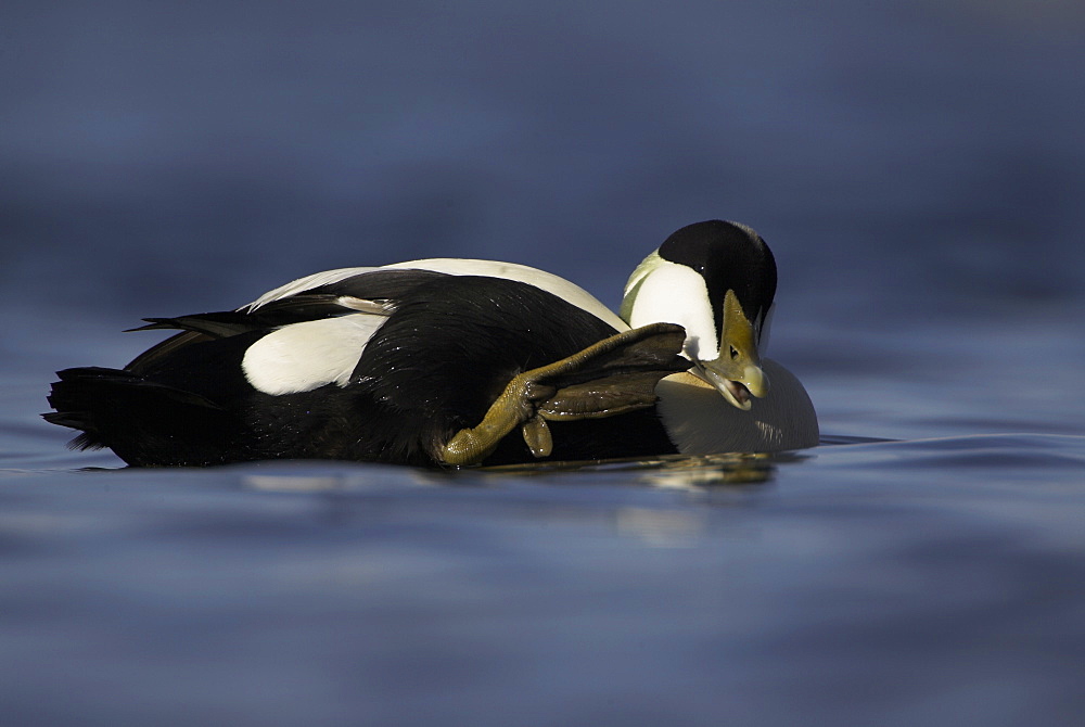 Eider duck (Somateria mollissima), male. Male appearing to call someone. Actual behaviour is scratching and cleaning mouth with claw on webbed foot, while drifting with winter raft , Scotland, United Kingdom