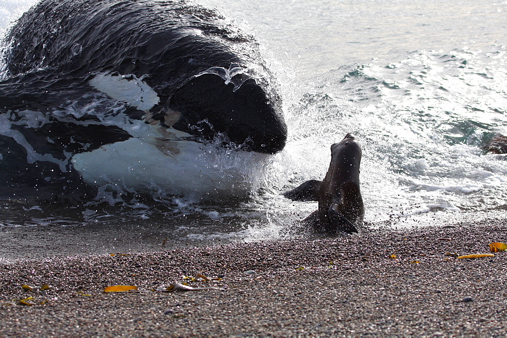 Mel, the Killer Whale or Orca (Orcinus orca) narrowly misses out on a South American Sea Lion (Otaria flavescens) that it was hunting, in Patagonia. Of the 18 only 7 have mastered the stranding behaviour whereby the Orca enters the shallow surf to feed on Sea Lion pups. Distinctive by his 2 metre dorsal fin, Mel is an expert hunter who feeds on Sea Lion pups before taking them back to his pod. This lucky Sea Lion however managed to escape the hunter's attentions.