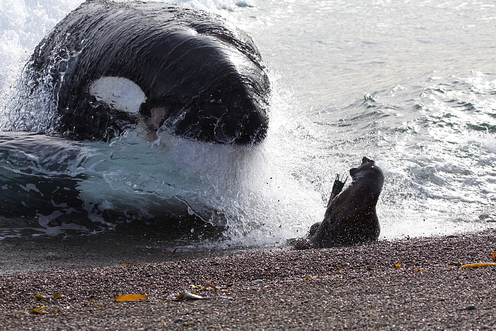 Mel, the Killer Whale or Orca (Orcinus orca) narrowly misses out on a South American Sea Lion (Otaria flavescens) that it was hunting, in Patagonia. Of the 18 only 7 have mastered the stranding behaviour whereby the Orca enters the shallow surf to feed on Sea Lion pups. Distinctive by his 2 metre dorsal fin, Mel is an expert hunter who feeds on Sea Lion pups before taking them back to his pod. This lucky Sea Lion however managed to escape the hunter's attentions.