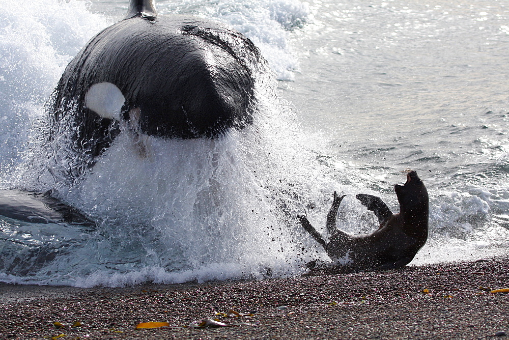 Mel, the Killer Whale or Orca (Orcinus orca) narrowly misses out on a South American Sea Lion (Otaria flavescens) that it was hunting, in Patagonia. Of the 18 only 7 have mastered the stranding behaviour whereby the Orca enters the shallow surf to feed on Sea Lion pups. Distinctive by his 2 metre dorsal fin, Mel is an expert hunter who feeds on Sea Lion pups before taking them back to his pod. This lucky Sea Lion however managed to escape the hunter's attentions.