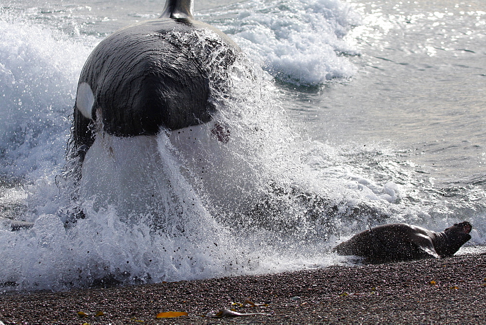 Mel, the Killer Whale or Orca (Orcinus orca) narrowly misses out on a South American Sea Lion (Otaria flavescens) that it was hunting, in Patagonia. Of the 18 only 7 have mastered the stranding behaviour whereby the Orca enters the shallow surf to feed on Sea Lion pups. Distinctive by his 2 metre dorsal fin, Mel is an expert hunter who feeds on Sea Lion pups before taking them back to his pod. This lucky Sea Lion however managed to escape the hunter's attentions.