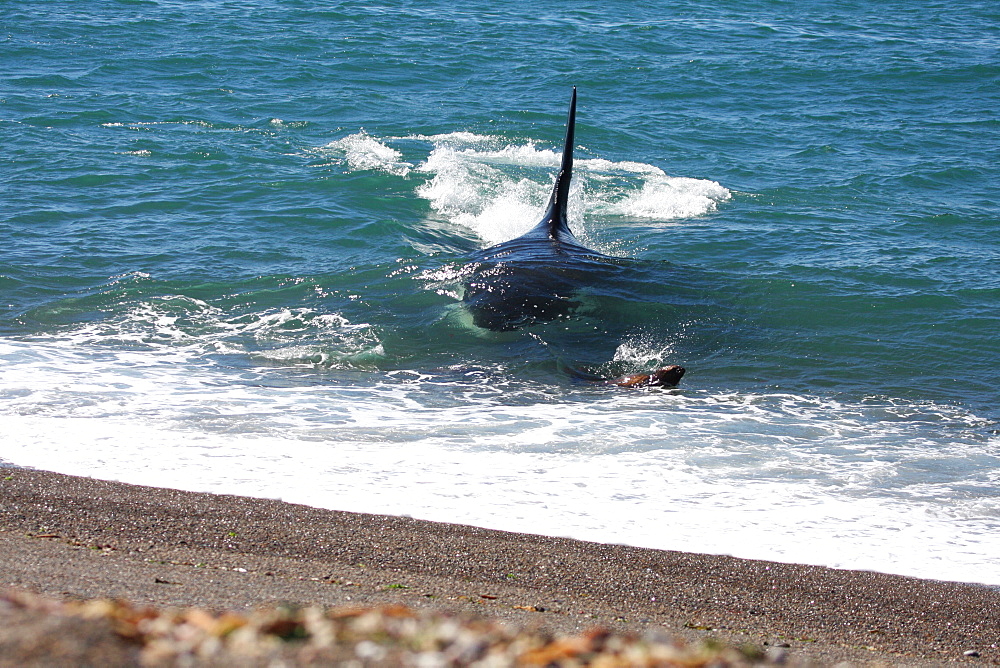 Mel, the Killer Whale or Orca (Orcinus orca) narrowly misses out on a South American Sea Lion (Otaria flavescens) that it was hunting, in Patagonia. Of the 18 only 7 have mastered the stranding behaviour whereby the Orca enters the shallow surf to feed on Sea Lion pups. Distinctive by his 2 metre dorsal fin, Mel is an expert hunter who feeds on Sea Lion pups before taking them back to his pod. This lucky Sea Lion however managed to escape the hunter's attentions.