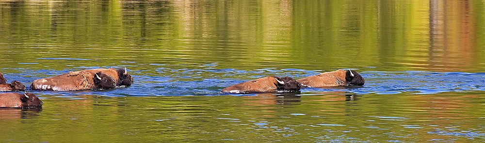 Swimming Buffalos in the Yellowstone River, Bos bison; American Buffalo; American Bison; Swimming The Yellowstone River; Yellowstone National Park; Wyoming