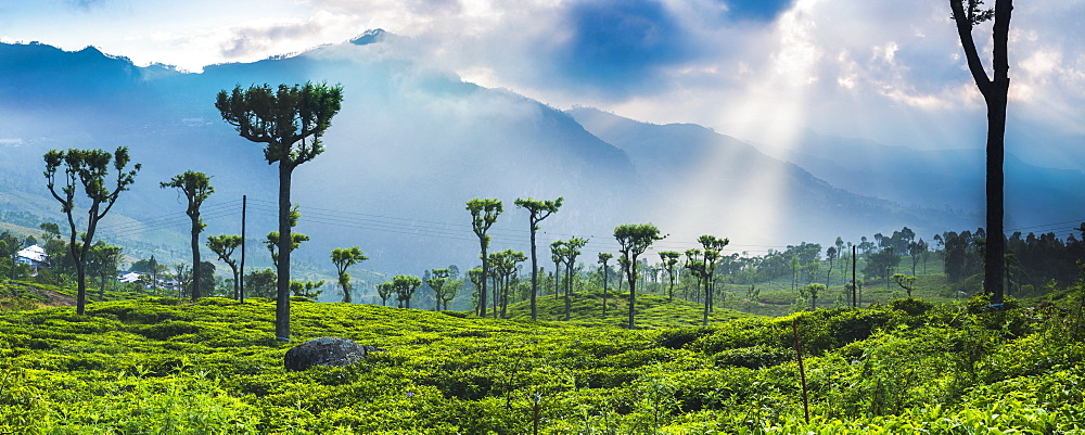 Sunrise over tea plantations and mountains, Haputale, Sri Lanka Hill Country, Central Highlands, Sri Lanka, Asia 