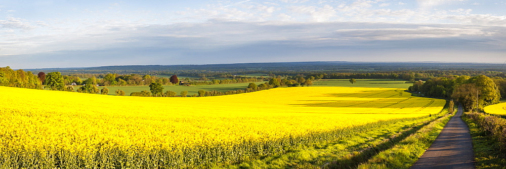 Rape field, Guildford, Surrey, England, United Kingdom, Europe 