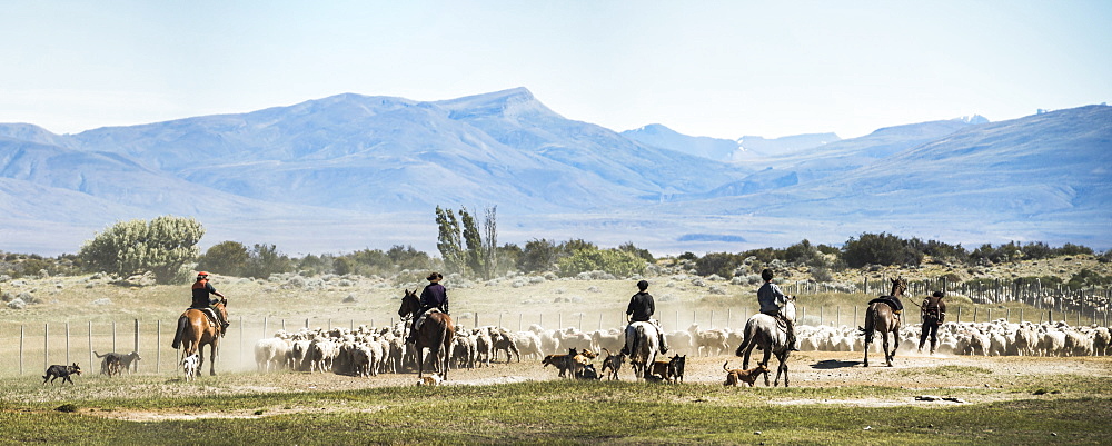 Gauchos riding horses to round up sheep, El Chalten, Patagonia, Argentina, South America