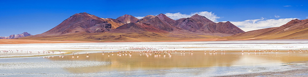 Flamingos at Laguna Hedionda, a salt lake area in the Altiplano of Bolivia, South America