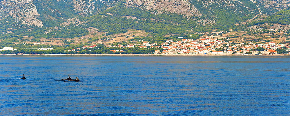 Dolphins seen near Brac Island on the Dalmatian Coast, Adriatic, Croatia, Europe 