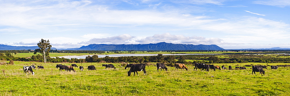 Herd of cows on farmland on the West Coast, South Island, New Zealand, Pacific 