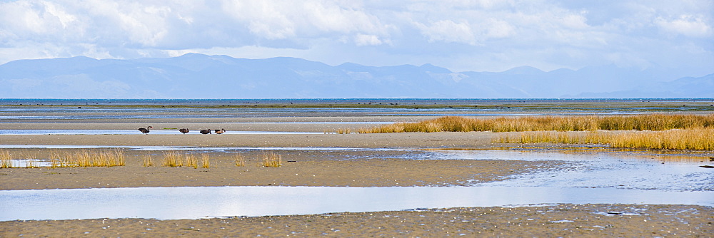 Birds and mountains at Farewell Spit, Golden Bay, Tasman Region, South Island, New Zealand, Pacific 