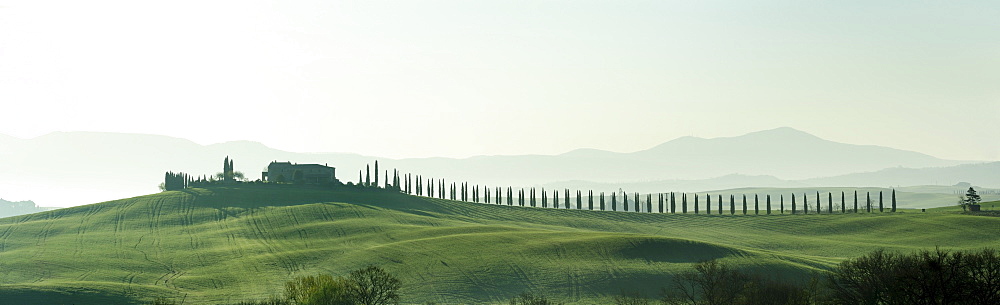 Panorama of a manor with an alley of cypresses, Val dÂ¥Orcia, UNESCO World Heritage Site Val dÂ¥Orcia, Tuscany, Italy