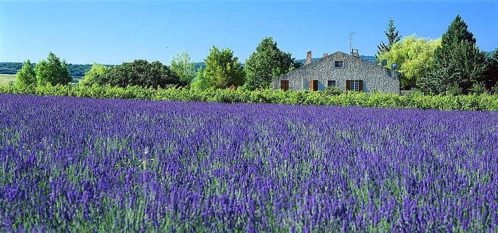 Lavender field and country house in the sunlight, Alpes de Haute Provence, Provence, France, Europe