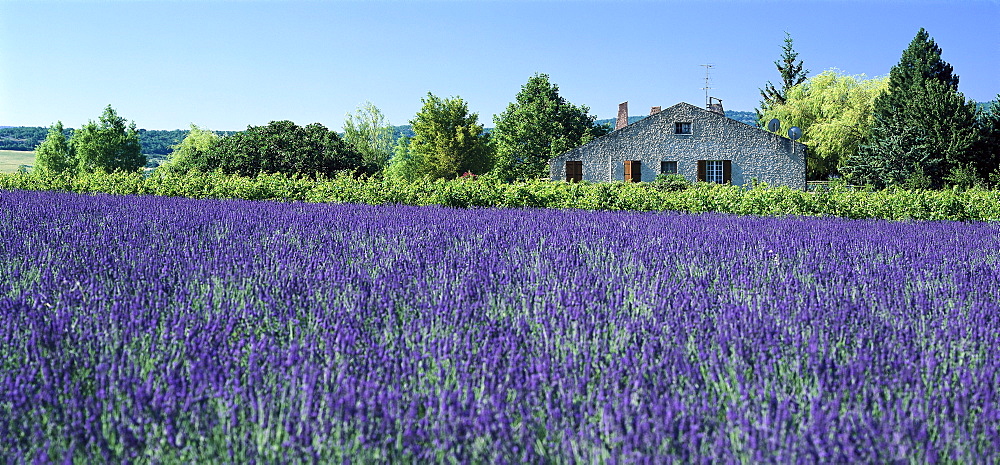 Lavender field and country house in the sunlight, Alpes de Haute Provence, Provence, France, Europe