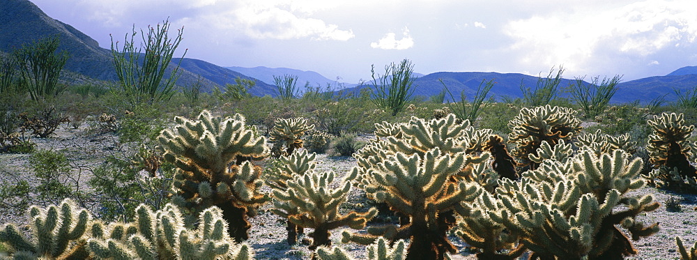 Teddybear Cholla, Anza-Borrego Desert State Park, California, USA