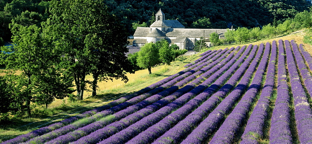 Lavender field., Abbaye de SÃˆnanque, Cistercian Abbey, near Gordes, Vaucluse, Provence, France, Europe