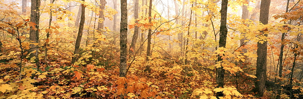 Morning Fog, La Mauricie National Park, Quebec.