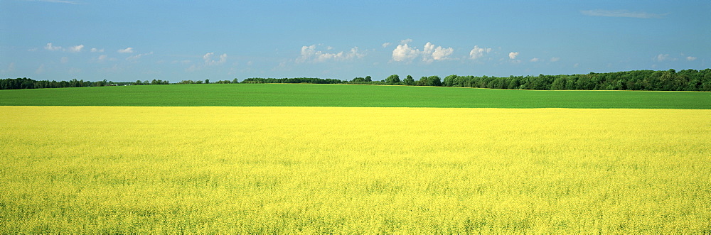 Canola Field, Bruce Township, Georgian Bay, Ontario.