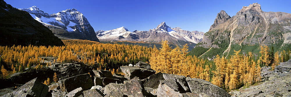 Opabin Prospect overlooking Lake O'Hara, Yoho National Park, British Columbia.